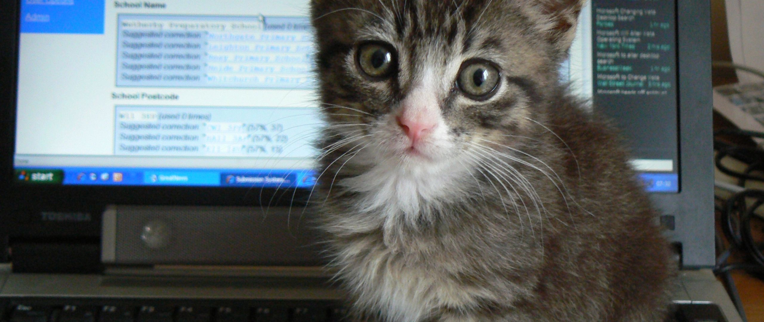 Katzen sind geschickte Jäger – mit der richtigen Hard- und Software spüren sie sogar ungesicherte WiFi-Netzwerke auf