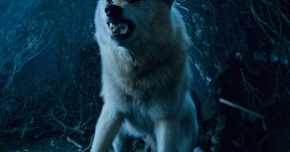 Game Of Thrones Warum Die Schattenwolfe So Wichtig Fur Die Story Sind Curved De